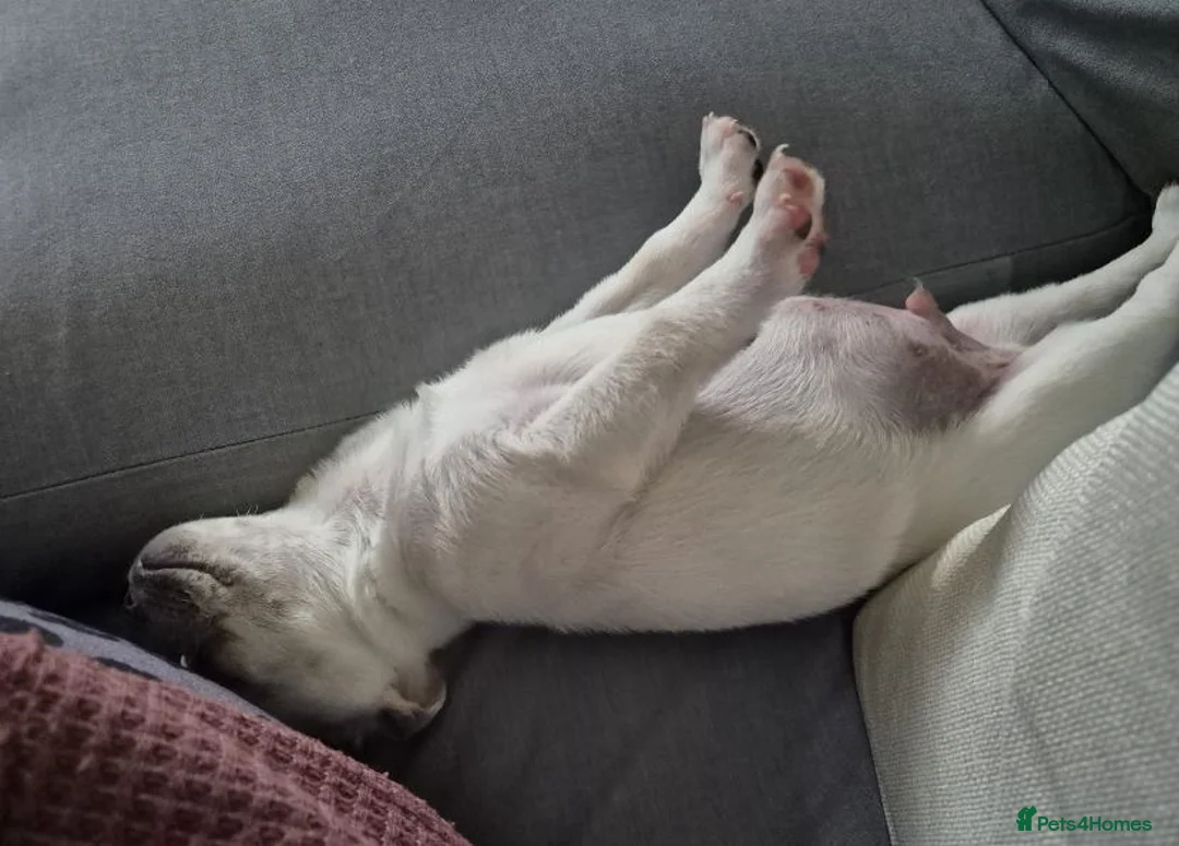 French Bulldog dogs for adoption: Frenchie pup  - Advert 4
