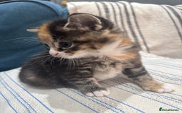 Maine Coon cats for sale: 5 beautiful kittens  - Image 5