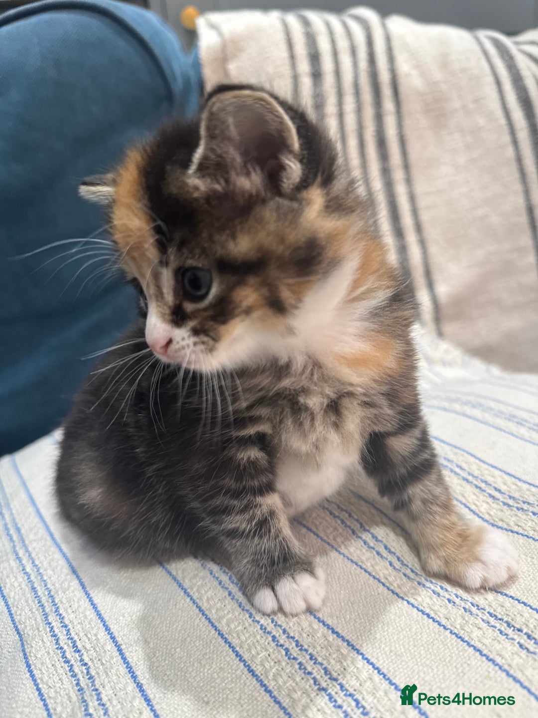 Maine Coon cats for sale: 5 beautiful kittens  - Image 5