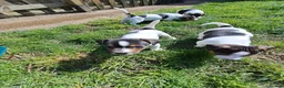 Jack Russell dogs for sale: Pure gorgeous Jack Russell miniature  - Advert 8