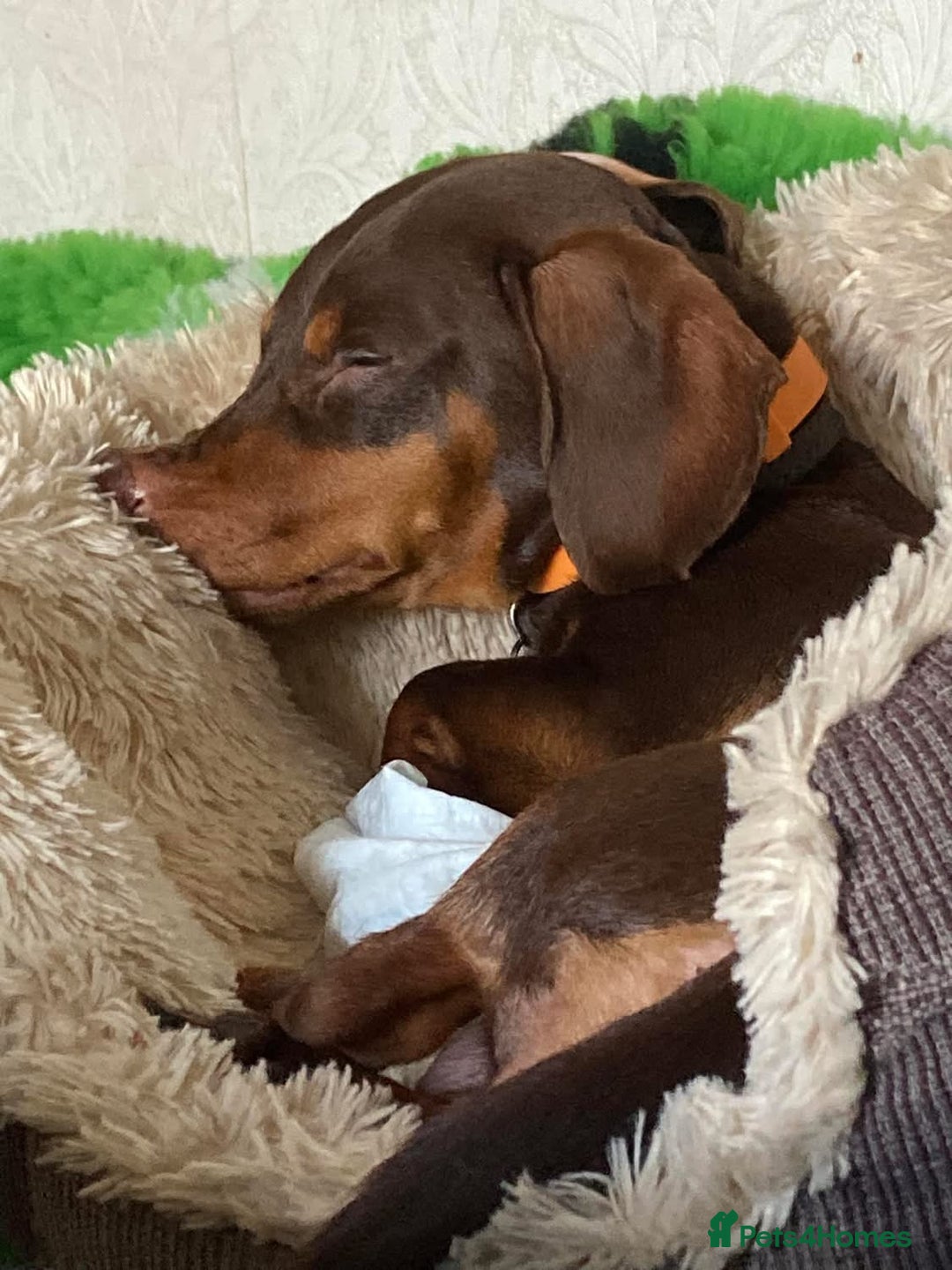 Miniature Dachshund dogs for sale: Miniature dachshund puppies for sale - Image 8