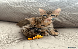 Bengal cats for sale: 🐾 Purebred Bengal Kittens for Sale 🐾 - Image 7