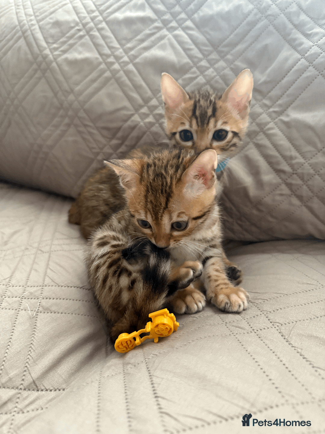Bengal cats for sale: 🐾 Purebred Bengal Kittens for Sale 🐾 - Image 7