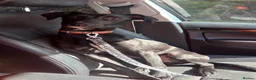 Mixed Breed dogs for sale: Manchester Terrier cross Lurcher beautiful puppy in Barnsley - Advert 3