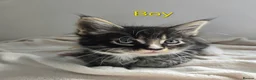 Maine Coon cats for sale: 7 Gorgeous Maine Coon kittens. - Advert 16