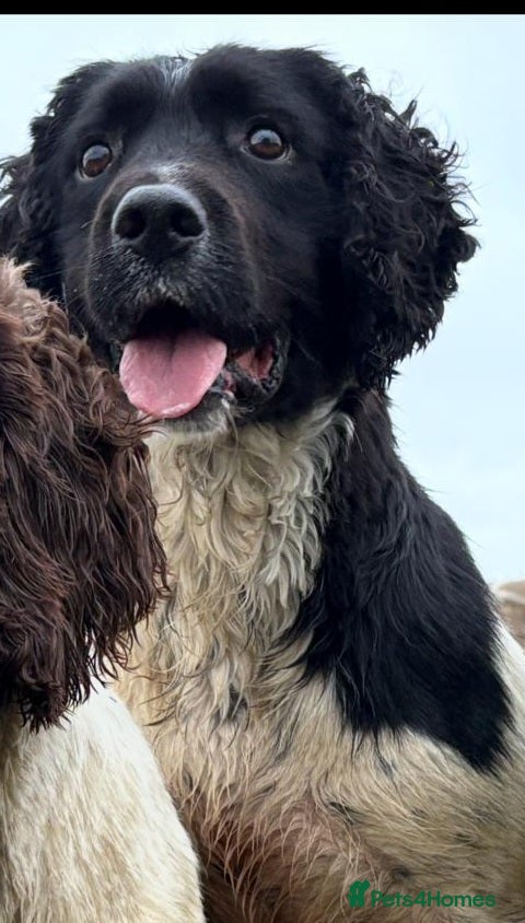 Springador dogs for sale: Springador  in Diss - Advert 2
