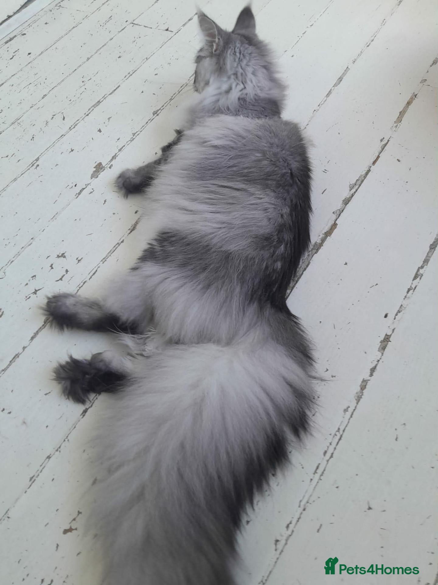 Maine Coon cats black silver ticked ns 25 polydactyl girl - Advert 1