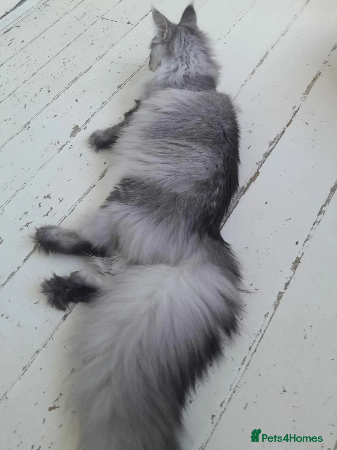 Maine Coon cats for sale: black silver ticked ns 25 polydactyl girl - Advert 1