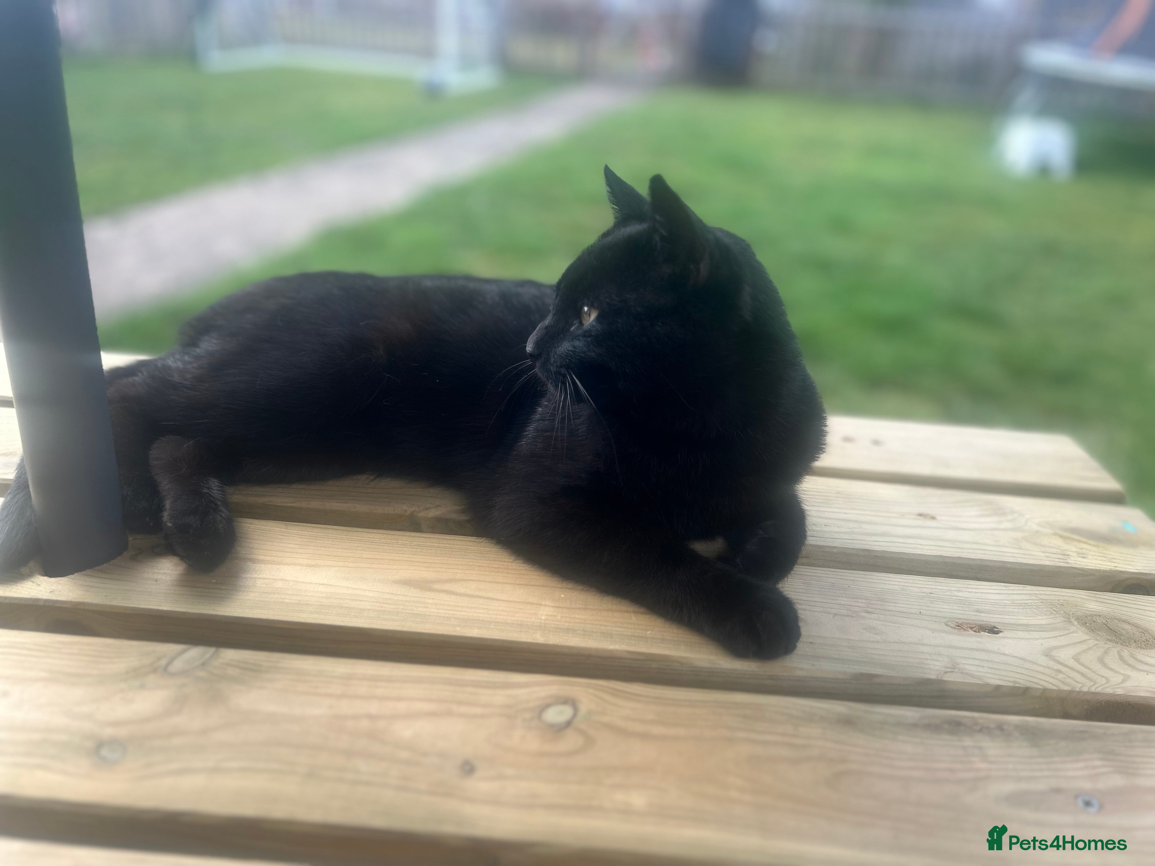 Mixed Breed cats Reggie  - Advert 1