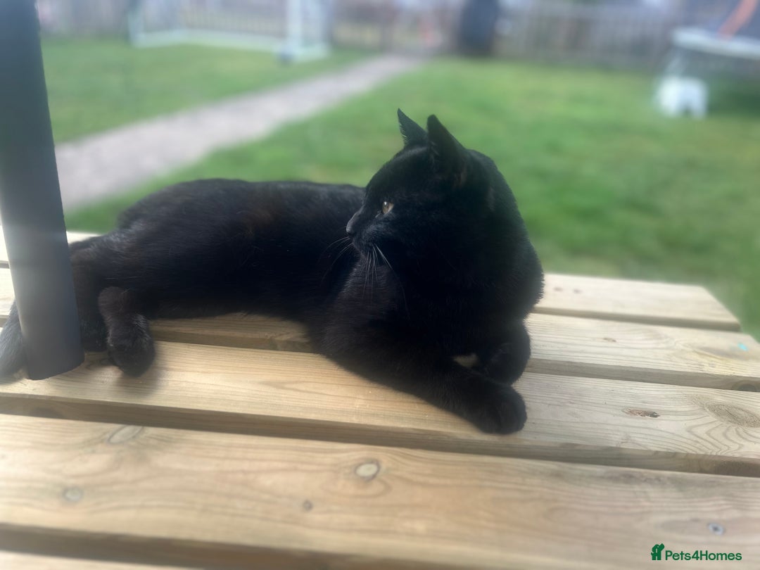 Mixed Breed cats for sale: Reggie  - Advert 1