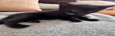 Mixed Breed Kitten 1