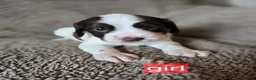 Cocker Spaniel dogs for sale: Beautiful Cocker Spaniels - Advert 19