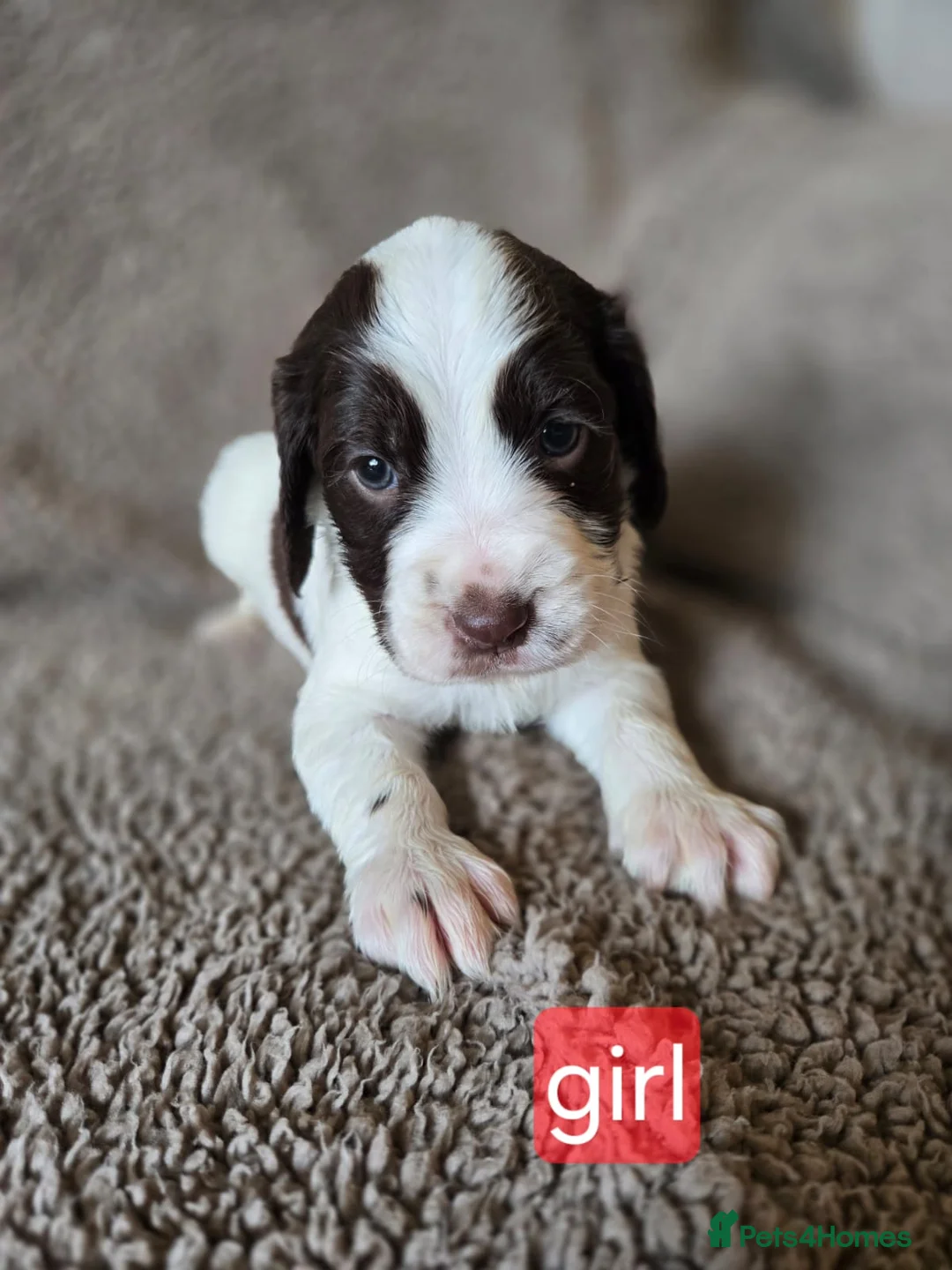 Cocker Spaniel dogs for sale: Beautiful Cocker Spaniels - Advert 19