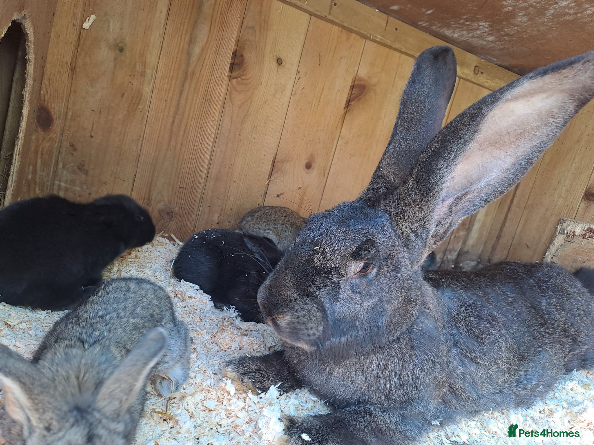 Continental Giant rabbits for sale: 10KG, Brc, show quality kits. MASSIVE  - Advert 5