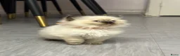 Ragdoll cats for sale: Pure Ragdolls/OPEN TO OFFERS - Advert 12