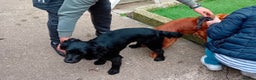 Cocker Spaniel dogs for stud: FTAW fully health tested working cocker stud in Leven - Advert 4