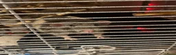 Rat rodents for sale: 3 male rats  in Nottingham - Advert 2