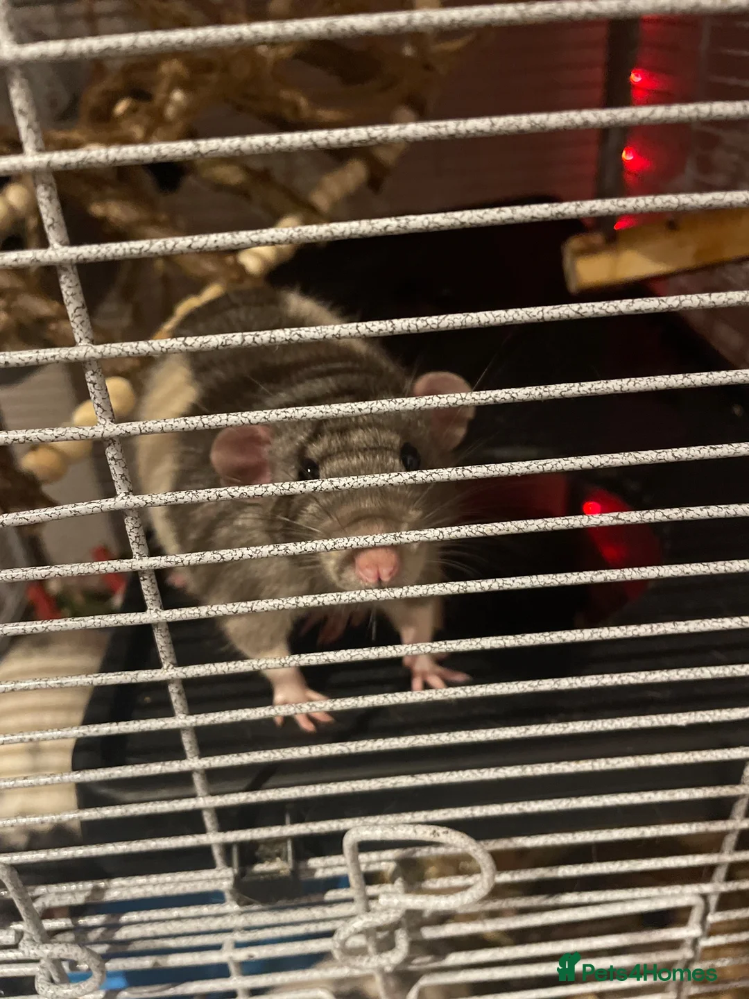 Rat rodents for sale: 3 male rats  in Nottingham - Advert 2