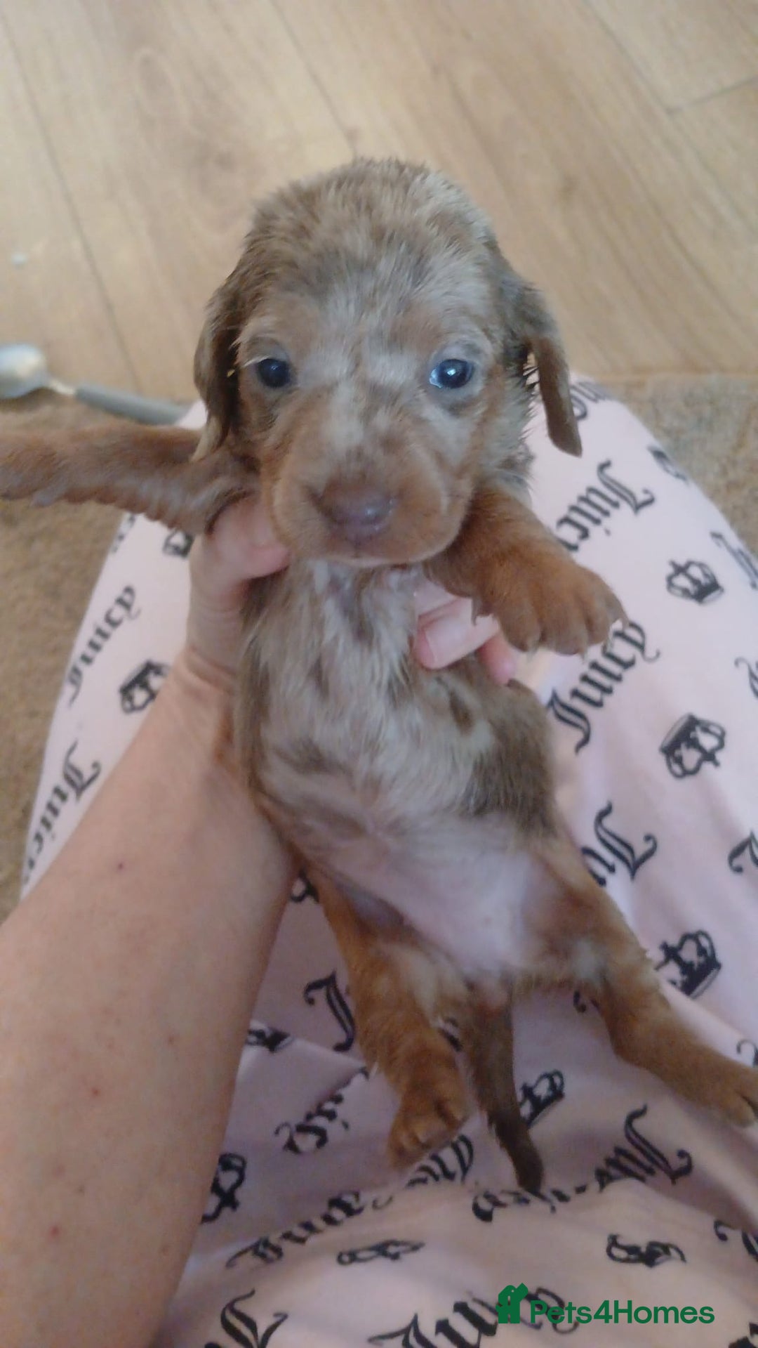 Dachshund dogs for sale: dogs  - Advert 6