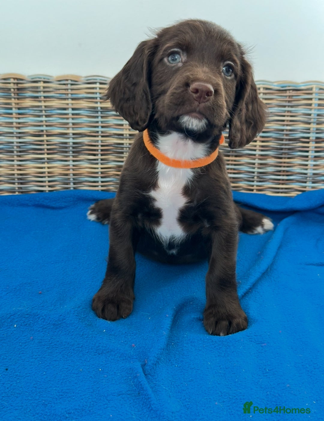 Sprocker dogs for sale: 🌟Fully Health Tested F1 Sprocker Spaniel Puppies - Advert 3