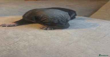 Mexican Hairless dogs - Advert 2