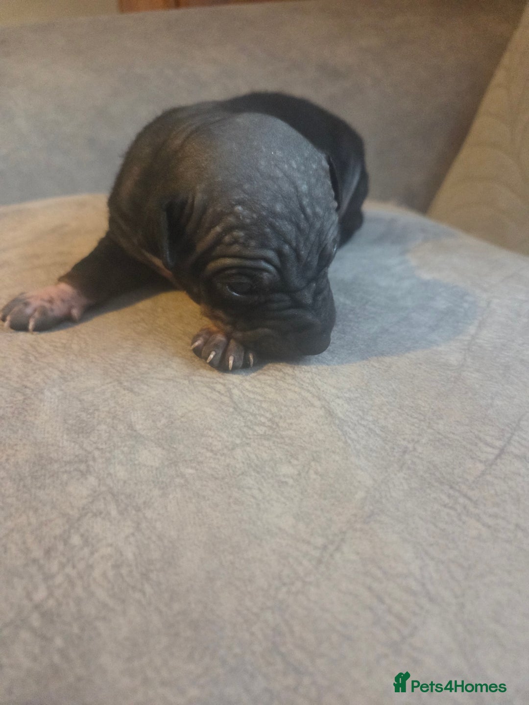 Mexican Hairless dogs for sale: American hairless terrier - Image 3