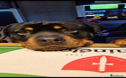 Rottweiler dogs for sale: Big Chunky litter of 7 Rottweilers  - Image 14