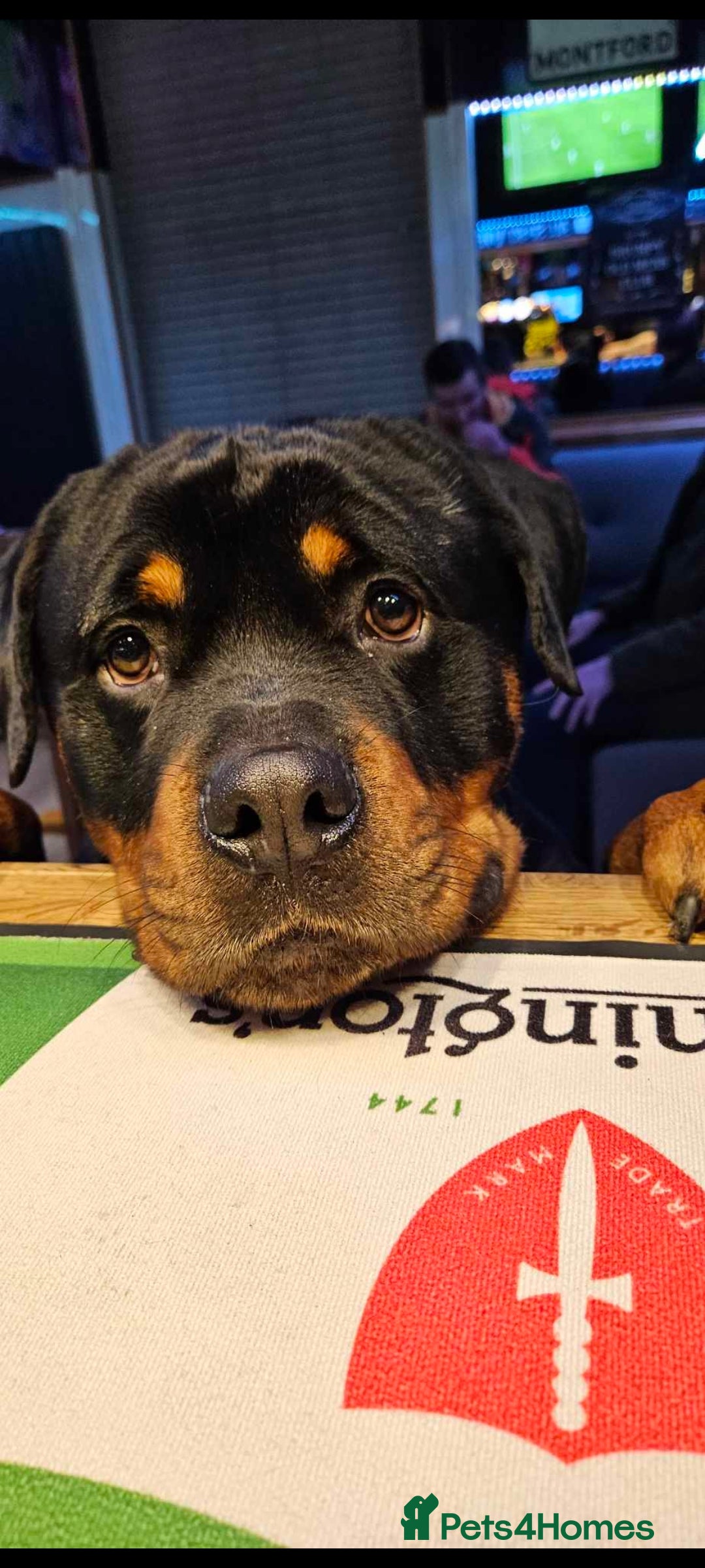 Rottweiler dogs for sale: Big Chunky litter of 7 Rottweilers  - Image 14