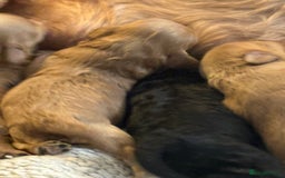 Cavapoo dogs for sale: Stunning Litter of F1B Cavapoo Puppies - Image 5