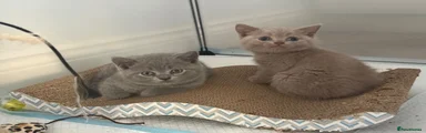 British Shorthair 3