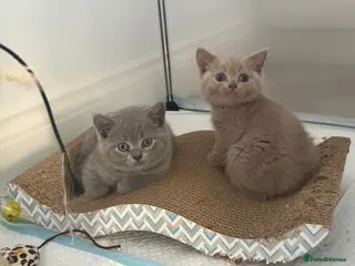British Shorthair cats 🤍Ready Now🤍British Shorthair Kittens🤍 - Advert 3