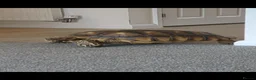 Tortoise reptiles for sale: Sulcuta Tortoise  in Doncaster - Advert 1