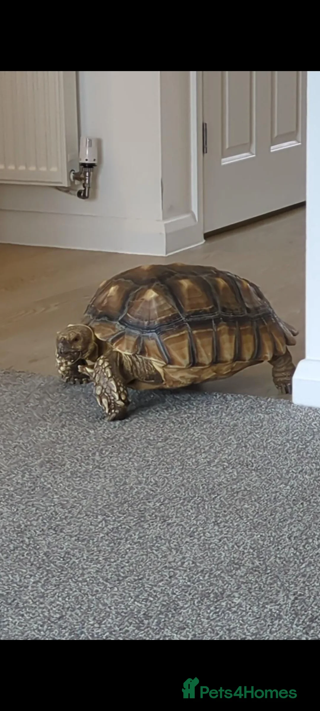 Tortoise reptiles for sale: Sulcuta Tortoise  in Doncaster - Advert 1
