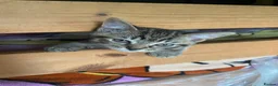 Mixed Breed cats for sale: British Shorthair mix kittens  - Advert 2