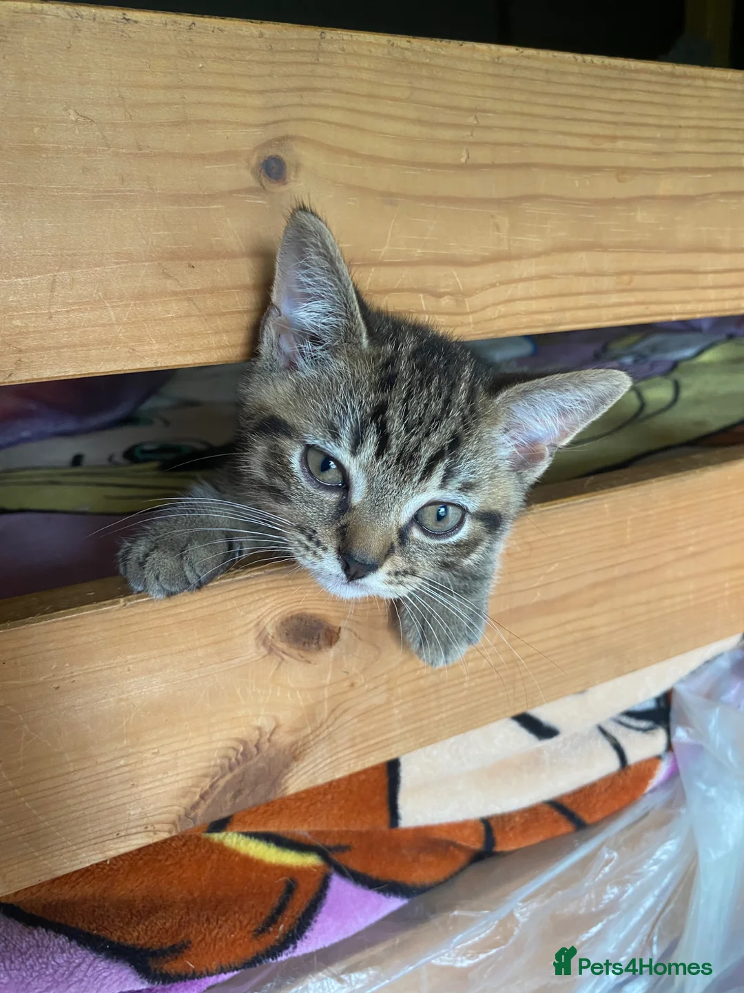 Mixed Breed cats for sale: British Shorthair mix kittens  - Advert 2