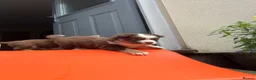 Miniature American Shepherd dogs for sale: Red Tri Miniature American Shepherd Puppies  - Advert 20