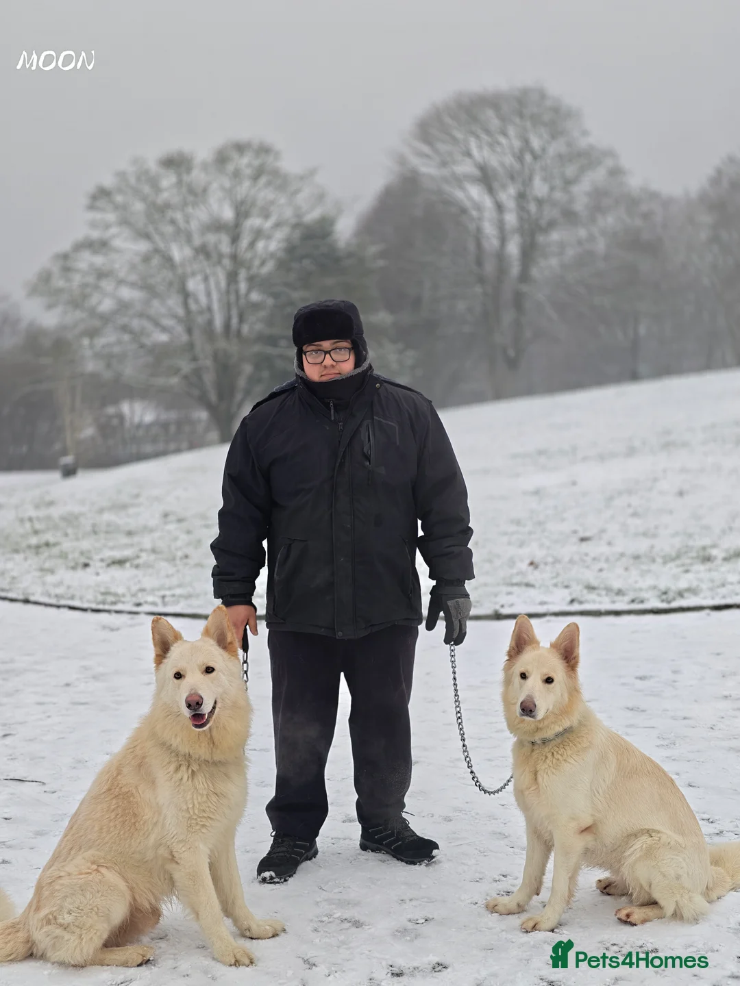 White Swiss Shepherd dogs for sale: WHITE shepherds. - Advert 2