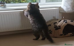 Domestic Shorthair cats for adoption: Whiskers, 12 year old female neutered  - Image 5