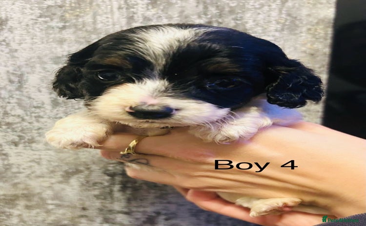 Mixed Breed dogs Adorable doxiepoo puppies  - Advert 6
