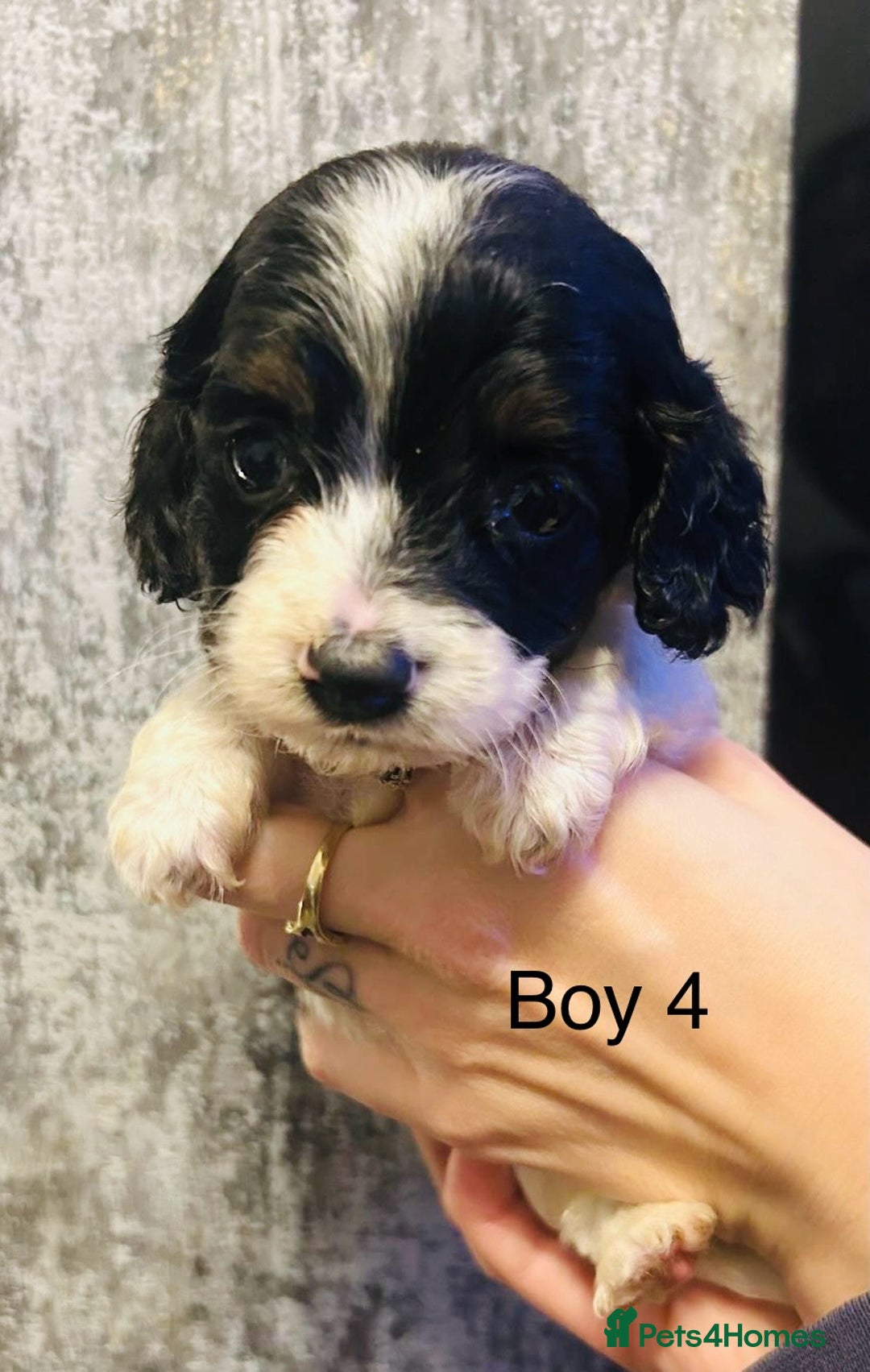 Mixed Breed dogs for sale: Adorable doxiepoo puppies  - Image 7