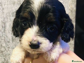 Mixed Breed dogs Adorable doxiepoo puppies - Advert 4