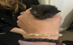 Domestic Shorthair cats for sale: 5 little kittens available  - Image 2