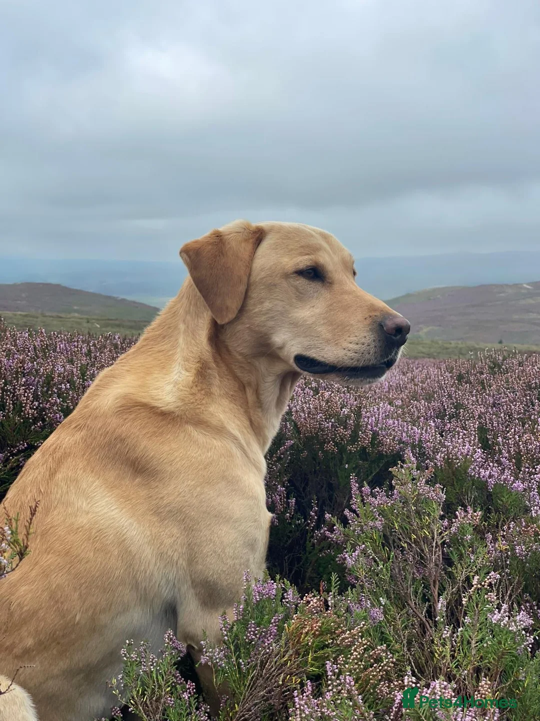 Labrador Retriever dogs for sale: Working pedigree Labrador retriever dog puppy in York - Advert 4