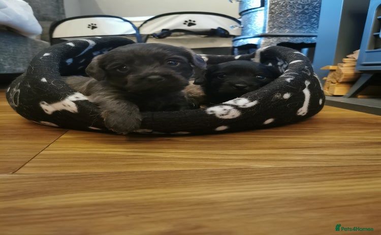 Mixed Breed dogs - Advert 1