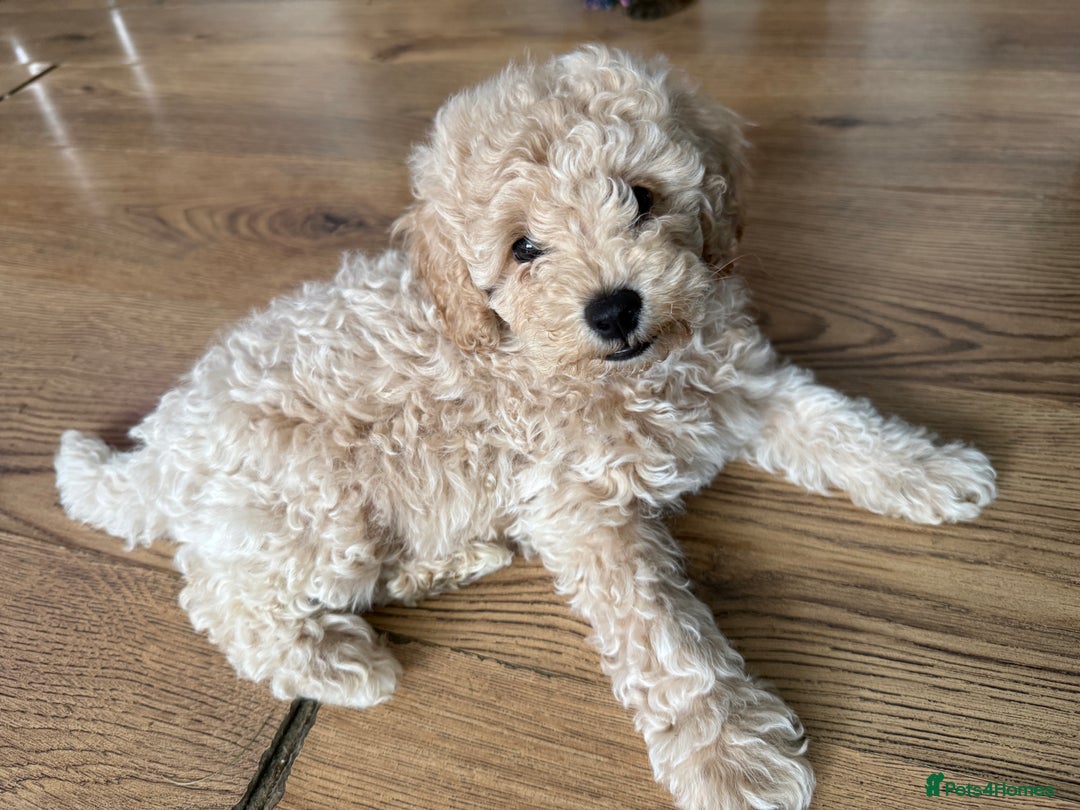 Cavapoo dogs for sale: Miniature cavapoos  - Image 21