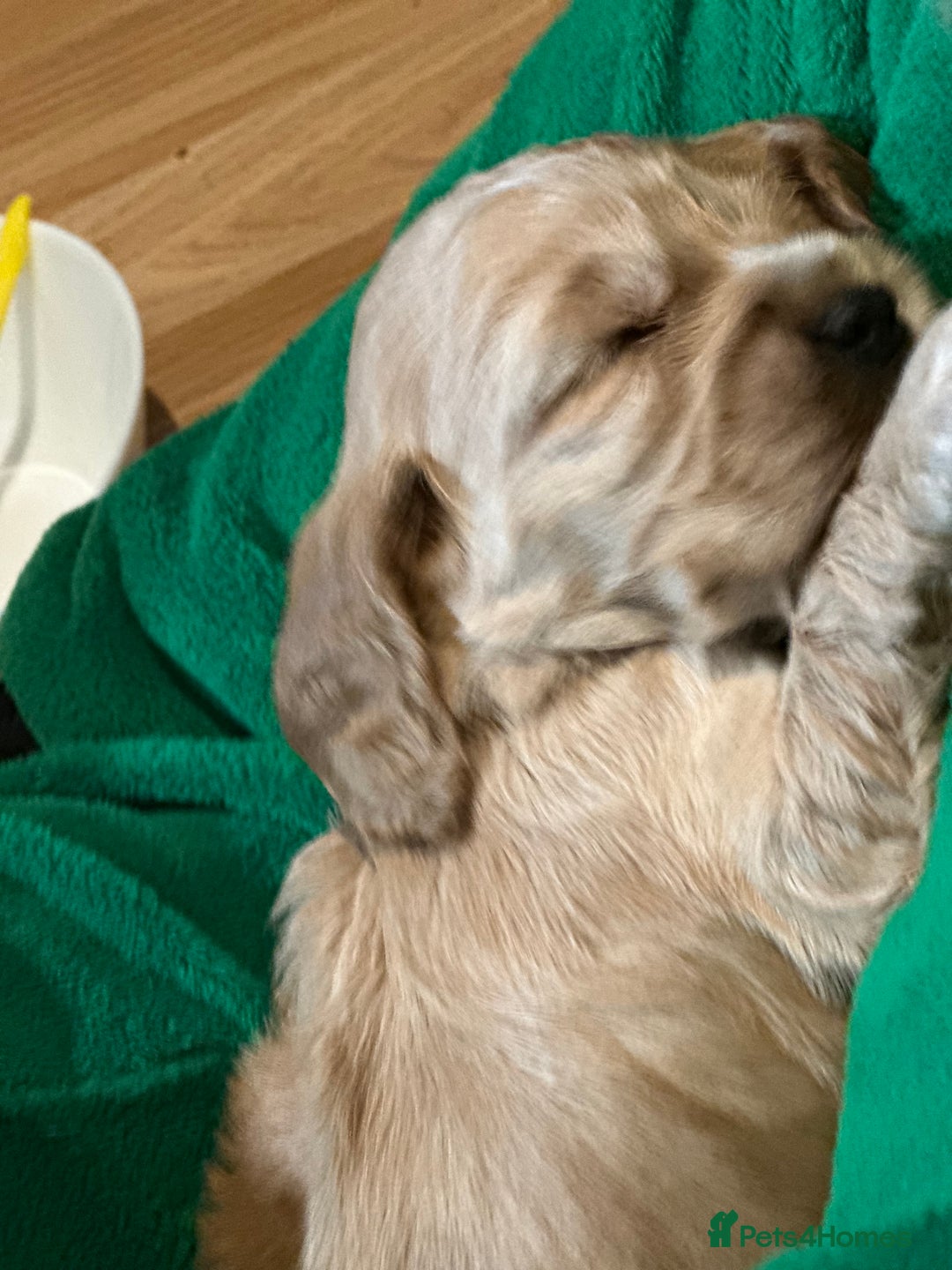 Cocker Spaniel dogs for sale: KC Stunning Golden Show-Type Cocker Spaniel  - Advert 5
