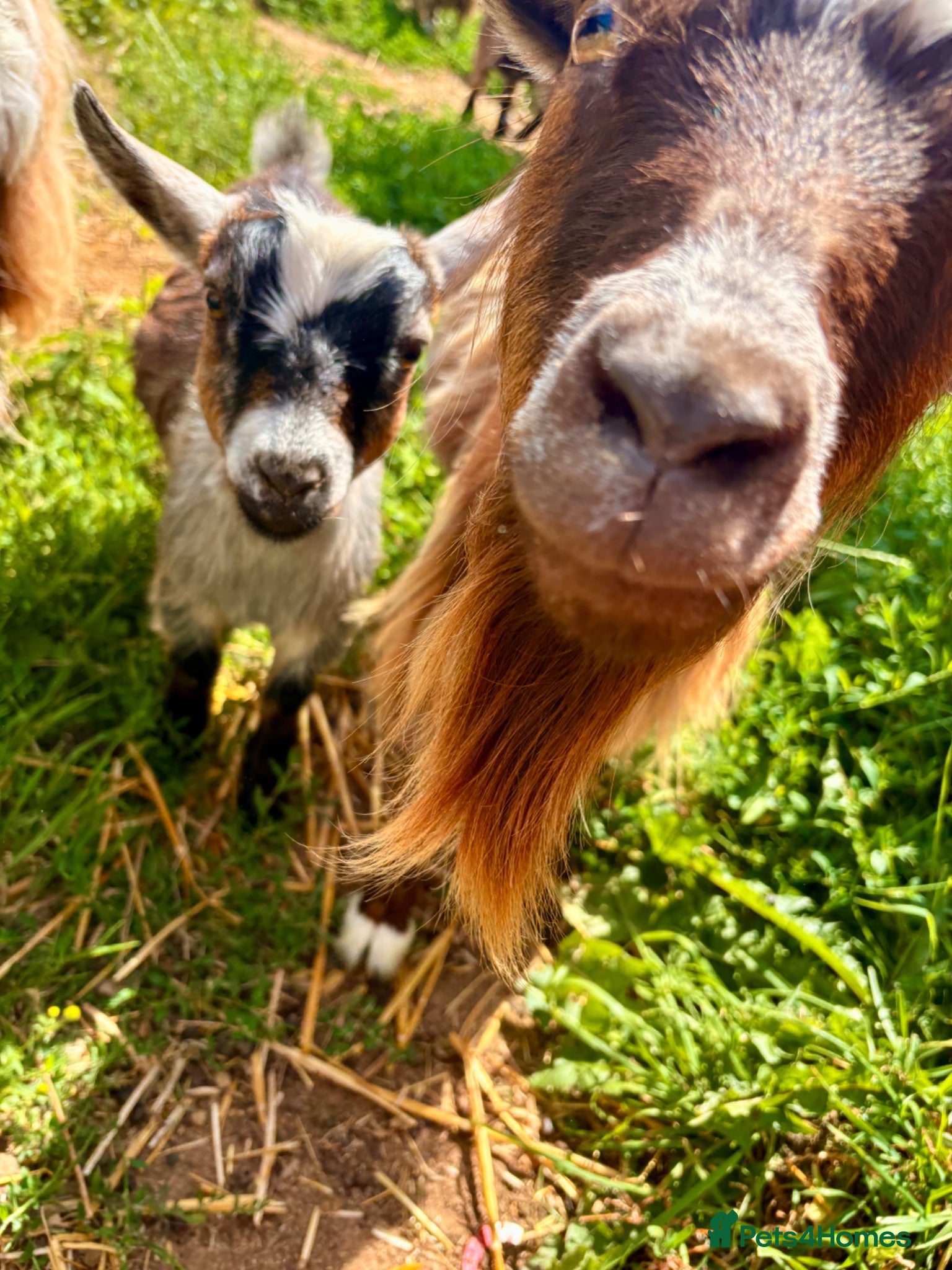 Goats livestock Pygmy goats  - Advert 1