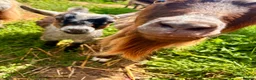 Goats livestock for sale: Pygmy goats  - Advert 1