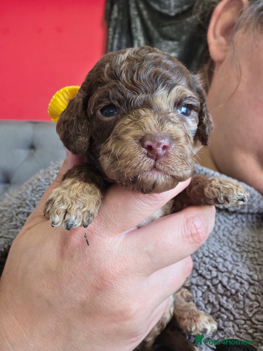 Cockapoo dogs for sale: Cockapoo puppies - Advert 28