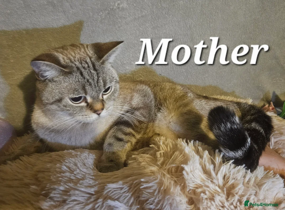 Mixed Breed cats for sale: 6 cute blue-eyed Ragdoll and BSH mix kittens  - Advert 29